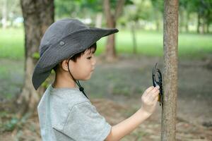 An Asian boy wearing a hat in a forest exploration suit plays with a beetle clinging to a tree. photo