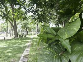 verde árbol parque zona Departamento edificio foto