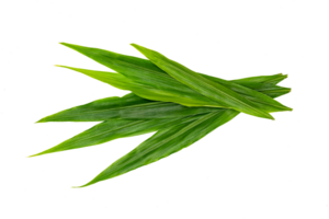 vert feuilles motif, feuille Frais gingembre isolé png