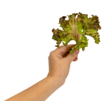 hand holding red coral fresh lettuce leaves isolated png