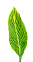 verde le foglie motivo, foglia a strisce canna pianta isolato png