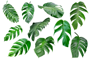 verzameling divers van groen monstera bladeren patroon voor natuur begrip, stel van tropisch blad geïsoleerd png