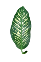 verde le foglie motivo, foglia dieffenbachia albero isolato png