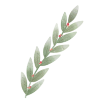 Branch of mistletoe plant png