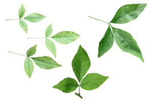 quattro diverso tipi di le foglie su un' bianca sfondo, verde le foglie fascio su bianca sfondo, foglia isolato impostare, verde foglia pianta eco natura albero ramo isolato png