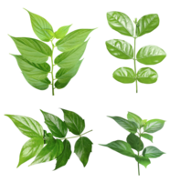 quatre différent les types de feuilles sur une blanc arrière-plan, vert feuilles paquet sur blanc arrière-plan, feuille isolé ensemble, vert feuille plante éco la nature arbre branche isolé png
