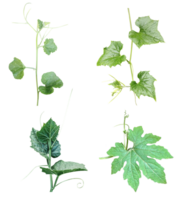 quatre différent les types de feuilles sur une blanc arrière-plan, vert feuilles paquet sur blanc arrière-plan, feuille isolé ensemble, vert feuille plante éco la nature arbre branche isolé png