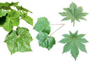 quatre différent les types de feuilles sur une blanc arrière-plan, vert feuilles paquet sur blanc arrière-plan, feuille isolé ensemble, vert feuille plante éco la nature arbre branche isolé png