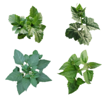 four different types of leaves on a white background, Green leaves Bundle on white background, leaf isolated set, green leaf plant eco nature tree branch isolated png