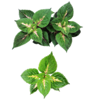 quatre différent les types de feuilles sur une blanc arrière-plan, vert feuilles paquet sur blanc arrière-plan, feuille isolé ensemble, vert feuille plante éco la nature arbre branche isolé png