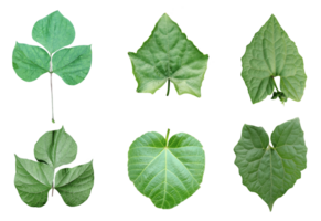 four different types of leaves on a white background, Green leaves Bundle on white background, leaf isolated set, green leaf plant eco nature tree branch isolated png