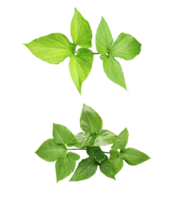 fyra annorlunda typer av löv på en vit bakgrund, grön löv bunt på vit bakgrund, blad isolerat uppsättning, grön blad växt eco natur träd gren isolerat png
