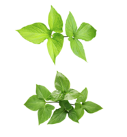 quatre différent les types de feuilles sur une blanc arrière-plan, vert feuilles paquet sur blanc arrière-plan, feuille isolé ensemble, vert feuille plante éco la nature arbre branche isolé png