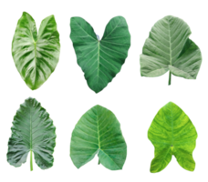 four different types of leaves on a white background, Green leaves Bundle on white background, leaf isolated set, green leaf plant eco nature tree branch isolated png