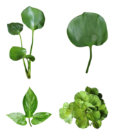quatre différent les types de feuilles sur une blanc arrière-plan, vert feuilles paquet sur blanc arrière-plan, feuille isolé ensemble, vert feuille plante éco la nature arbre branche isolé png