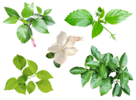 quatre différent les types de feuilles sur une blanc arrière-plan, vert feuilles paquet sur blanc arrière-plan, feuille isolé ensemble, vert feuille plante éco la nature arbre branche isolé png