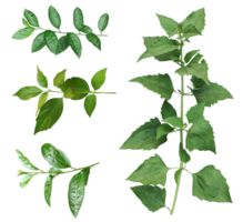 quatre différent les types de feuilles sur une blanc arrière-plan, vert feuilles paquet sur blanc arrière-plan, feuille isolé ensemble, vert feuille plante éco la nature arbre branche isolé png