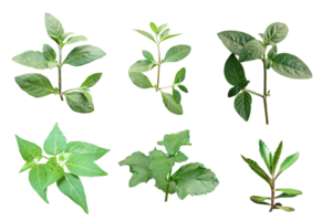 quatre différent les types de feuilles sur une blanc arrière-plan, vert feuilles paquet sur blanc arrière-plan, feuille isolé ensemble, vert feuille plante éco la nature arbre branche isolé png