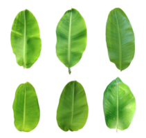 vier anders Typen von Blätter auf ein Weiß Hintergrund, Grün Blätter bündeln auf Weiß Hintergrund, Blatt isoliert Satz, Grün Blatt Pflanze Öko Natur Baum Ast isoliert png