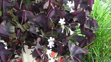 proche en haut de coloré fleurs croissance en plein air à jardin video