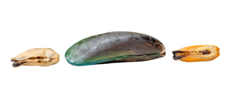 Set of steamed or cooked food of separated fresh beautiful green mussels isolated with clipping path in png file format