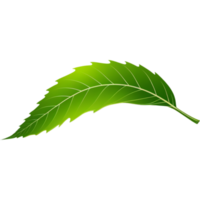 Abstract green leaf. AI Generative png