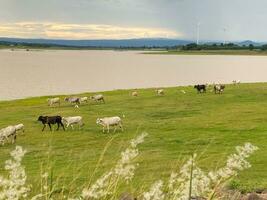 un manada de blanco y negro vacas es pasto en un amplio verde campo. foto