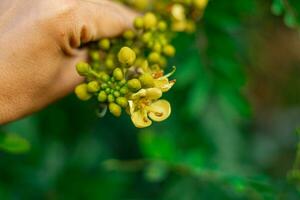 casado árbol, siamés sen, tailandés vaina de cobre, siamés casia con hermosa amarillo flores amarillo flores y suave ligero foto