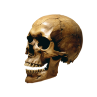 Old skull, Old brown human skull, missing its lower jaw and with a large crack on the top of its head, Transparent Background - Ai Generative png