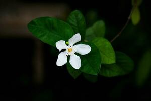 White flower on black background. photo