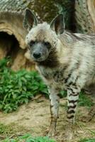 Portrait of Arabian striped hyaena photo