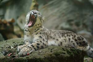 retrato de nieve leopardo en zoo foto