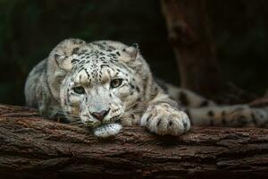 Portrait of Snow leopard in zoo photo