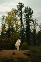 Portrait of Arctic wolf in autumn photo