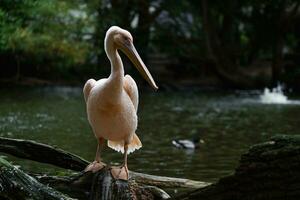 Portrait of Great white pelican photo