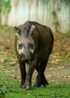 Portrait of South American tapir photo
