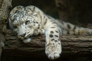 retrato de nieve leopardo en zoo foto
