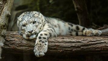 retrato de nieve leopardo en zoo foto