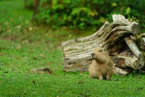 Portrait of Capybara on meadow photo