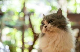 Portrait of Cute white and gray Persian cat on bokeh background, pet and animal photo