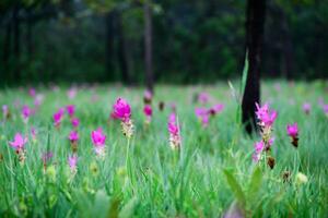 Siam Tulip pink flower blooming in forest mountain at Sai Thong National Park photo