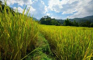 Scenery of rice terraces with homestay at Mae Klang Luang village photo