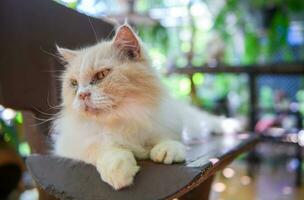 Cute white Persian cat lying on chair, pet and animal photo