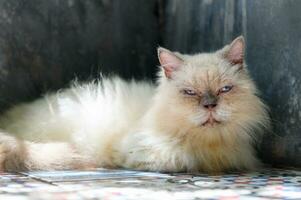 white Persian cat lying on floor and look at camera, pet and animal photo