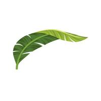 Green banana leaf vector art on a white background