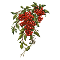 Branch of mistletoes illustrations, ai generative png