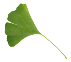 Green Gingko Biloba leaf isolated on transparent background png