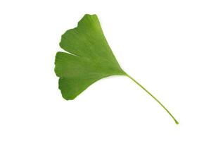 Green Gingko Biloba leaf isolated on white background photo