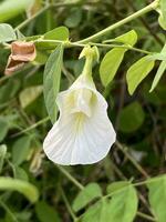 white butterfly pea flowers in thailand photo