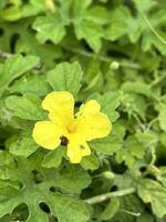 beautiful yellow bitter gourd flower in the garden photo